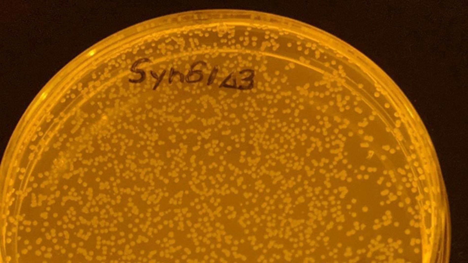 Imagen de una de las bacterias que fue reprogramada por los investigadores