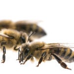 Existen 20.000 especies de abejas en todo el mundo