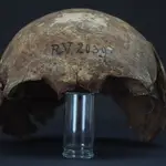 Cráneo del cadáver hallado en Letonia