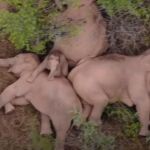 Imagen de algunos de los elefantes que abandonaron su hábitat echándose una siesta durante un descanso
