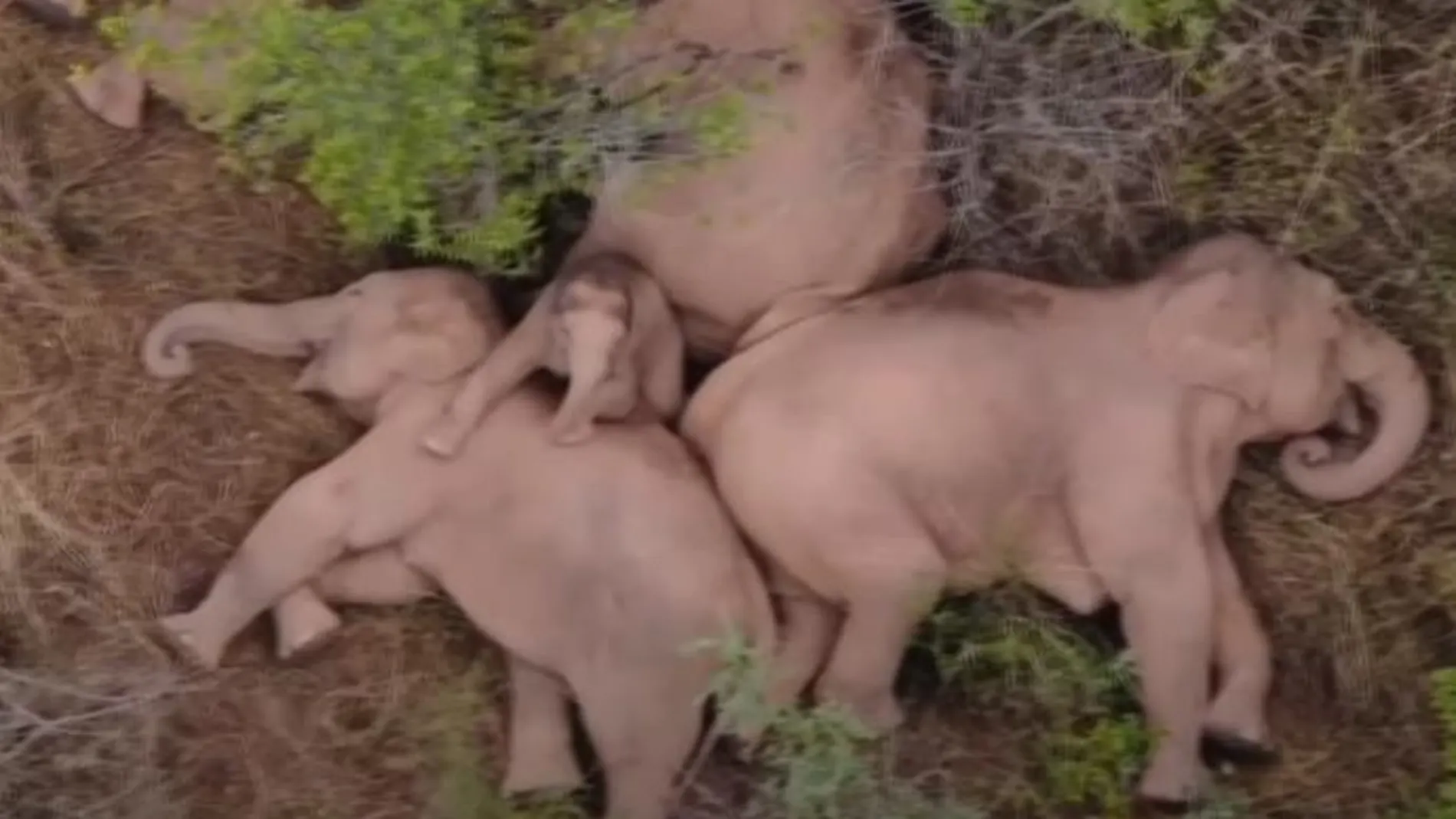 Imagen de algunos de los elefantes que abandonaron su hábitat echándose una siesta durante un descanso