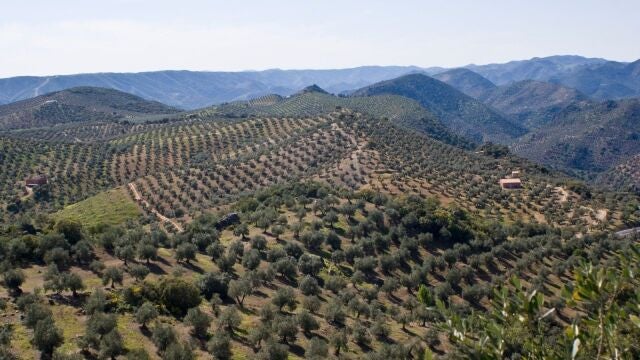 El olivar, más allá de su valor paisajístico, es una parte muy importante de la economía andaluza