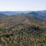 El olivar, más allá de su valor paisajístico, es una parte muy importante de la economía andaluza