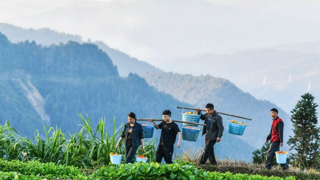 Los asistentes de alivio de la pobreza Liu Ying y He Changle (primera ysegundo por la izquierda), junto con funcionarios de la aldea, ayudan atransportar melones plantados por los campesinos de la aldea de Dongqindel distrito de Congjiang de la provincia de Guizhou, en el suroeste deChina, el 11 de noviembre de 2020