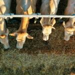 -FOTODELDÍA- GRAFCAV6464. ERDOZAIN, 05/07/2021.- Varias vacas se alimentan de paja en un prado de la localidad de Erdozain. Efe