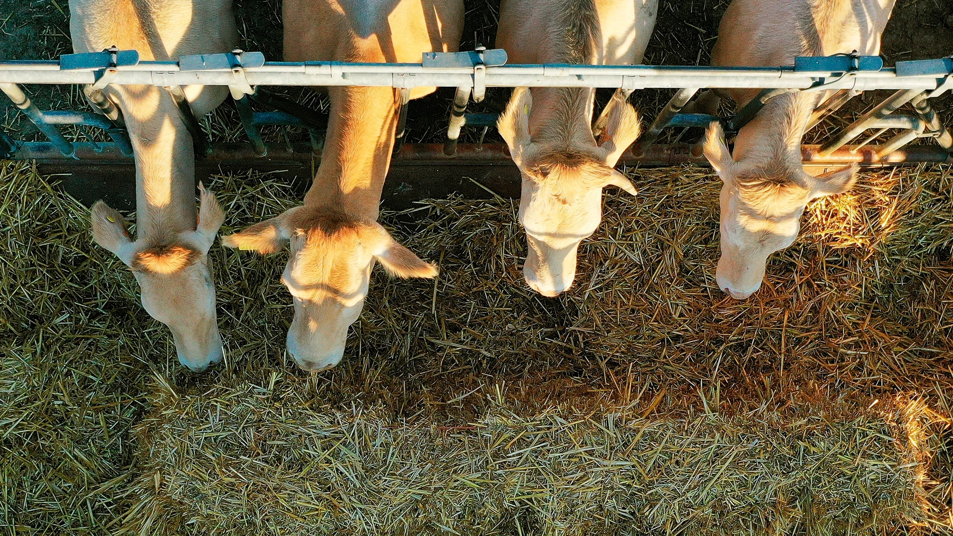 -FOTODELDÍA- GRAFCAV6464. ERDOZAIN, 05/07/2021.- Varias vacas se alimentan de paja en un prado de la localidad de Erdozain. Efe