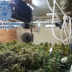 Plantanción indoor de marihuana desmantelada por la Policía Nacional en Sanlúcar de Barrameda