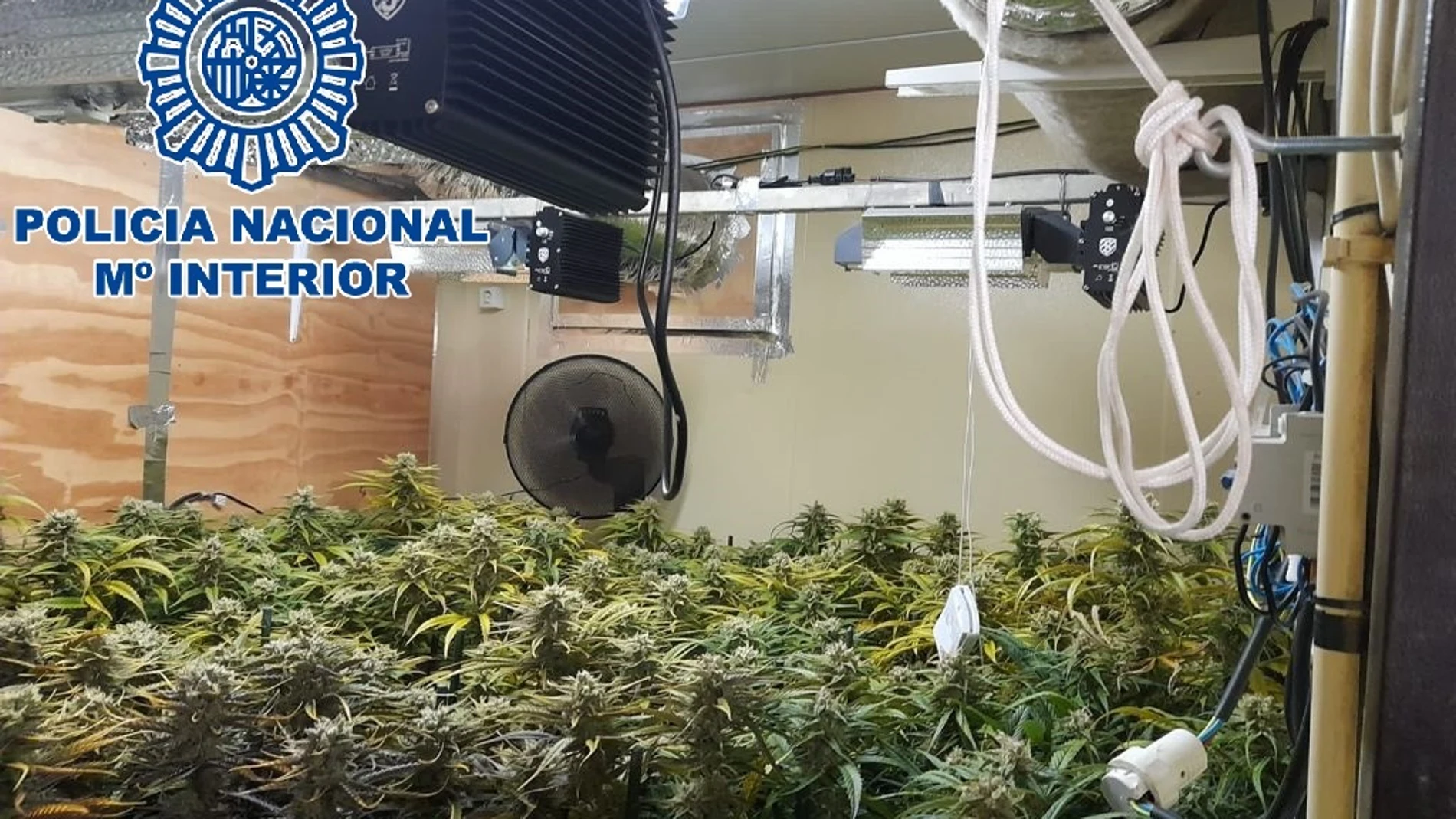 Plantanción indoor de marihuana desmantelada por la Policía Nacional en Sanlúcar de Barrameda
