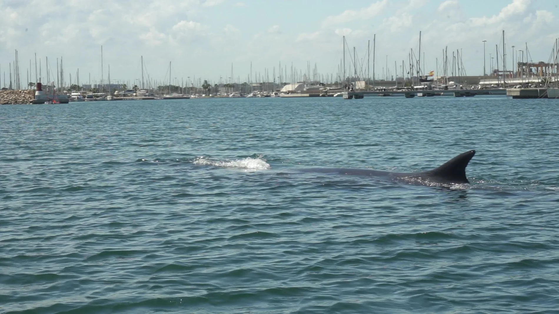 La ballena presentaba heridas superficiales ocasionadas tras haber chocado con alguna embarcación