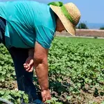 Un agricultor realiza labores de agricultura en el campo andaluz