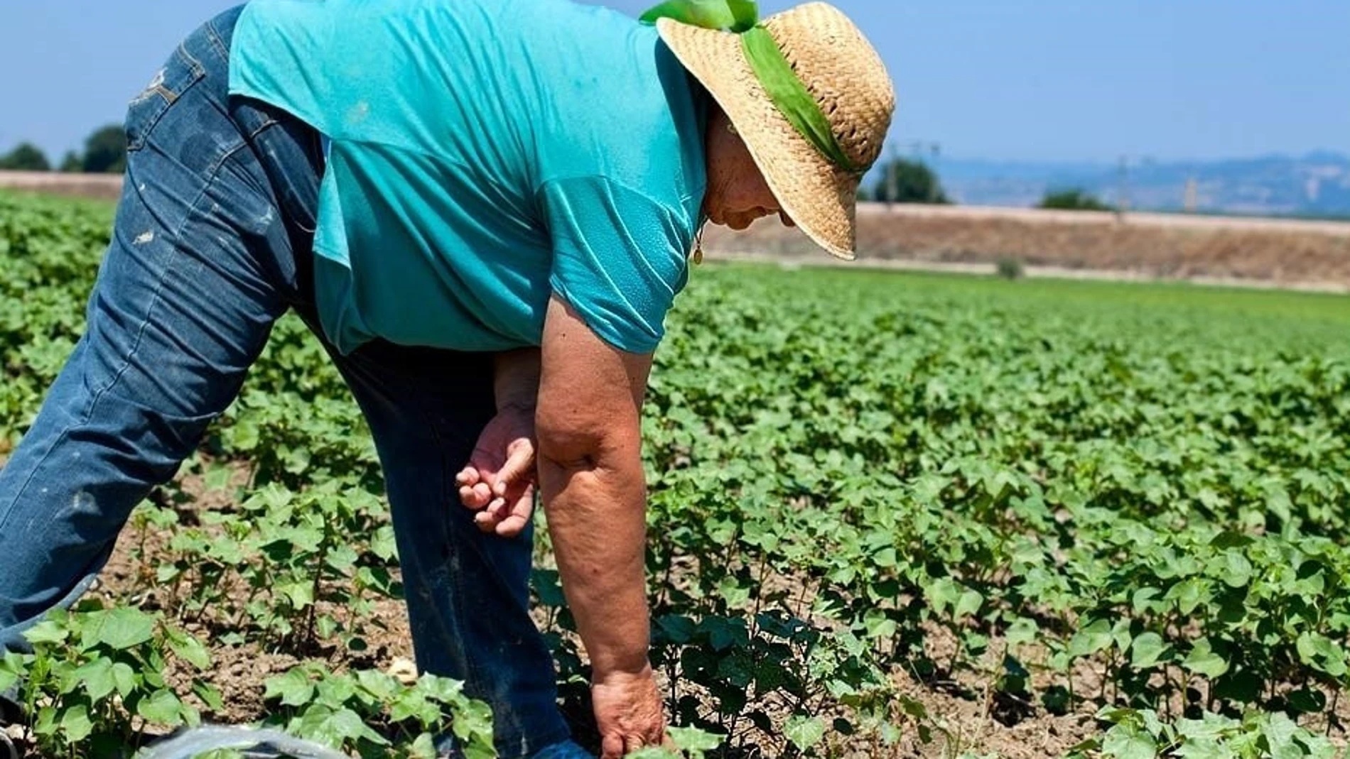 Un agricultor realiza labores de agricultura en el campo andaluz