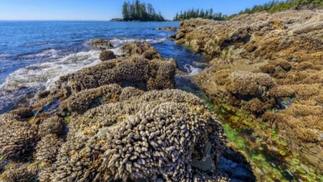 Rocks at low tide, covered with mussels and anatifes., Pacific Rim, South Tofino, Vancouver Island, British Columbia, Canada