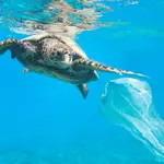 Las tortugas marinas que habitan el Mediterráneo son una de las grandes víctimas de la basura marina que generamos los humanos.