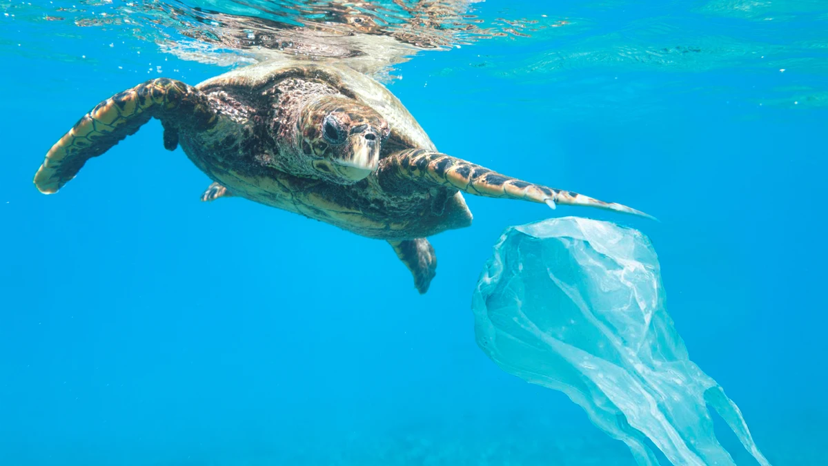 La basura marina se reduce un 34% en las playas europeas