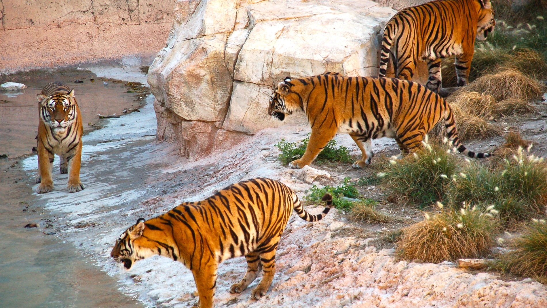 Tigres de Bengala en Terra Natura, Benidorm