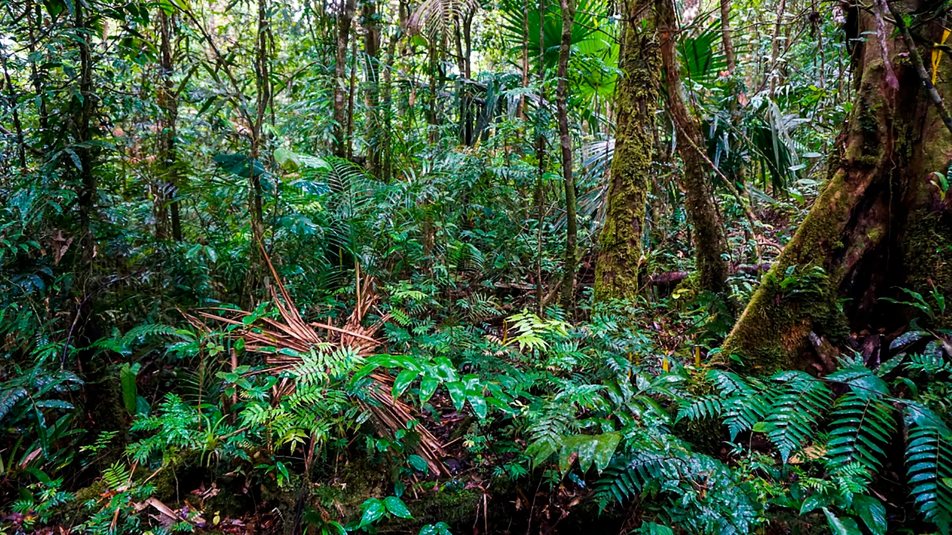 Imagen de la Reserva Hidrológica de Fortuna, en Panamá, uno de los almacenes de carbono más importantes del mundo