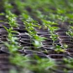 Plantas de cannabis