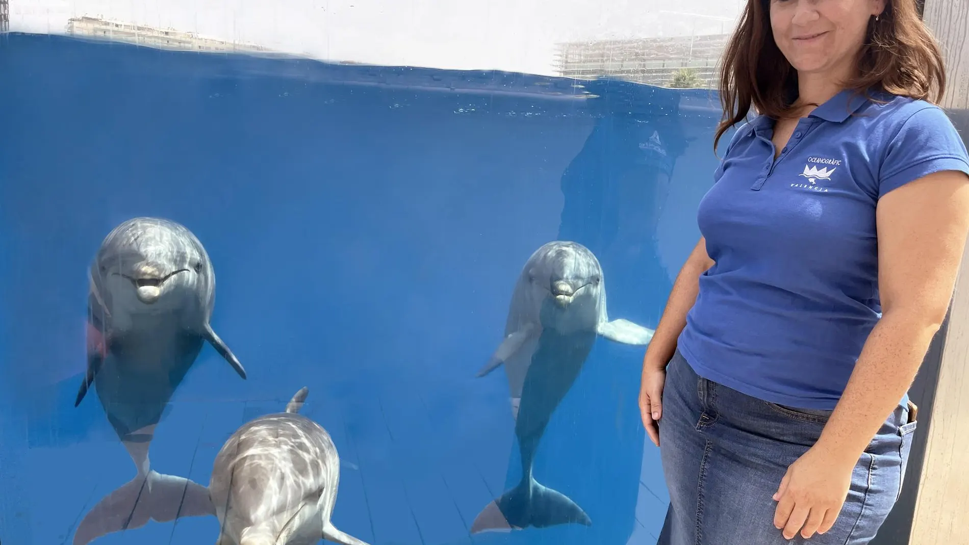 Delfines del Oceanogràfic de València