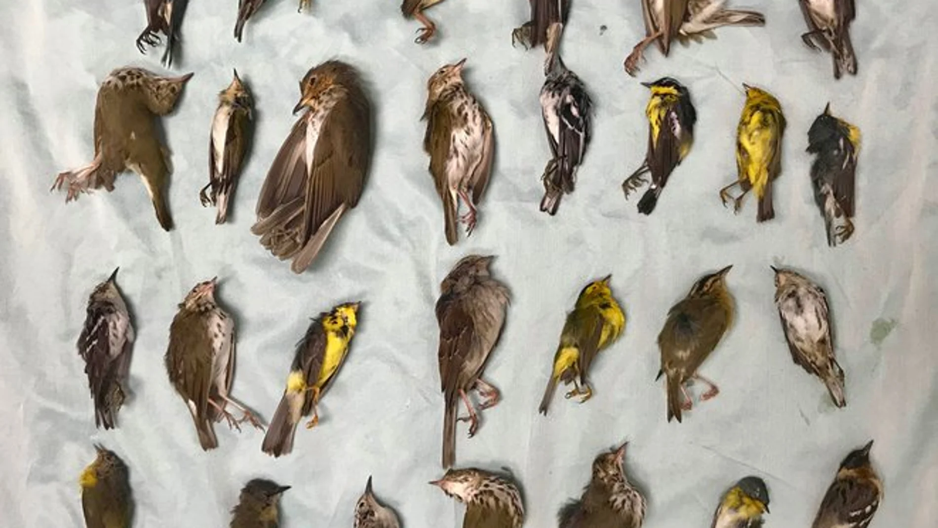 Hundreds of dead birds lay along the side of the Morganza Hwy. in Pointe Coupee Parish, La., Monday, Jan. 3, 2011, about 300 miles south of Beebe, Ark., where more than 3,000 blackbirds fell from the sky three days earlier. Louisiana state biologists are sending some of the birds found at Labarre to laboratories in Georgia and Wisconsin for testing. (AP Photo/The Advocate, Liz Condo)