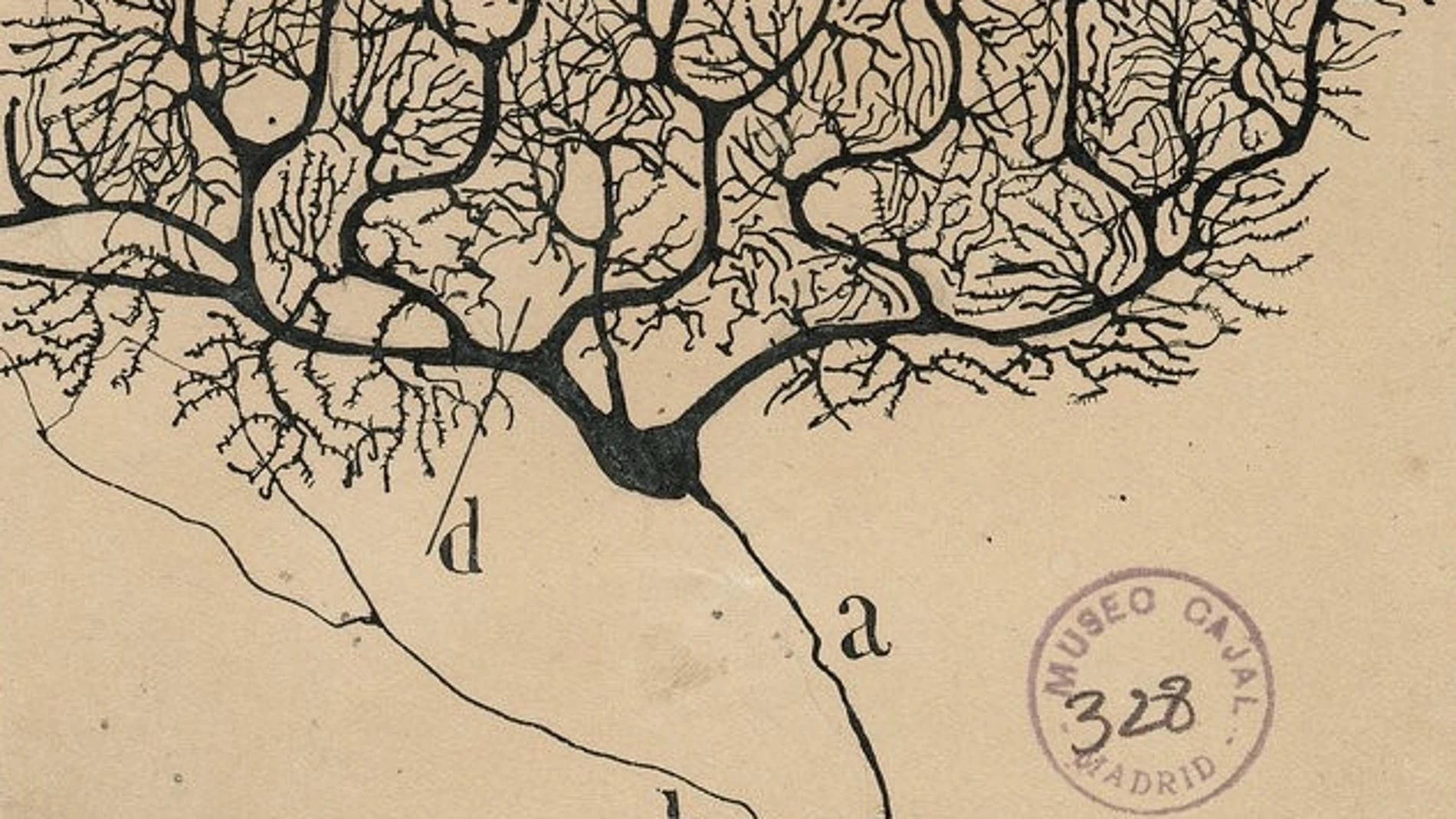 Neurona de Purkinje del cerebelo de un humano dibujada por Santiago Ramón y Cajal