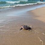 Una de las tortugas boba que se devolvieron al mar el año pasado ya ha recorrido 5.000 kilómetros a lo largo del mar Mediterráneo. Foto de archivo