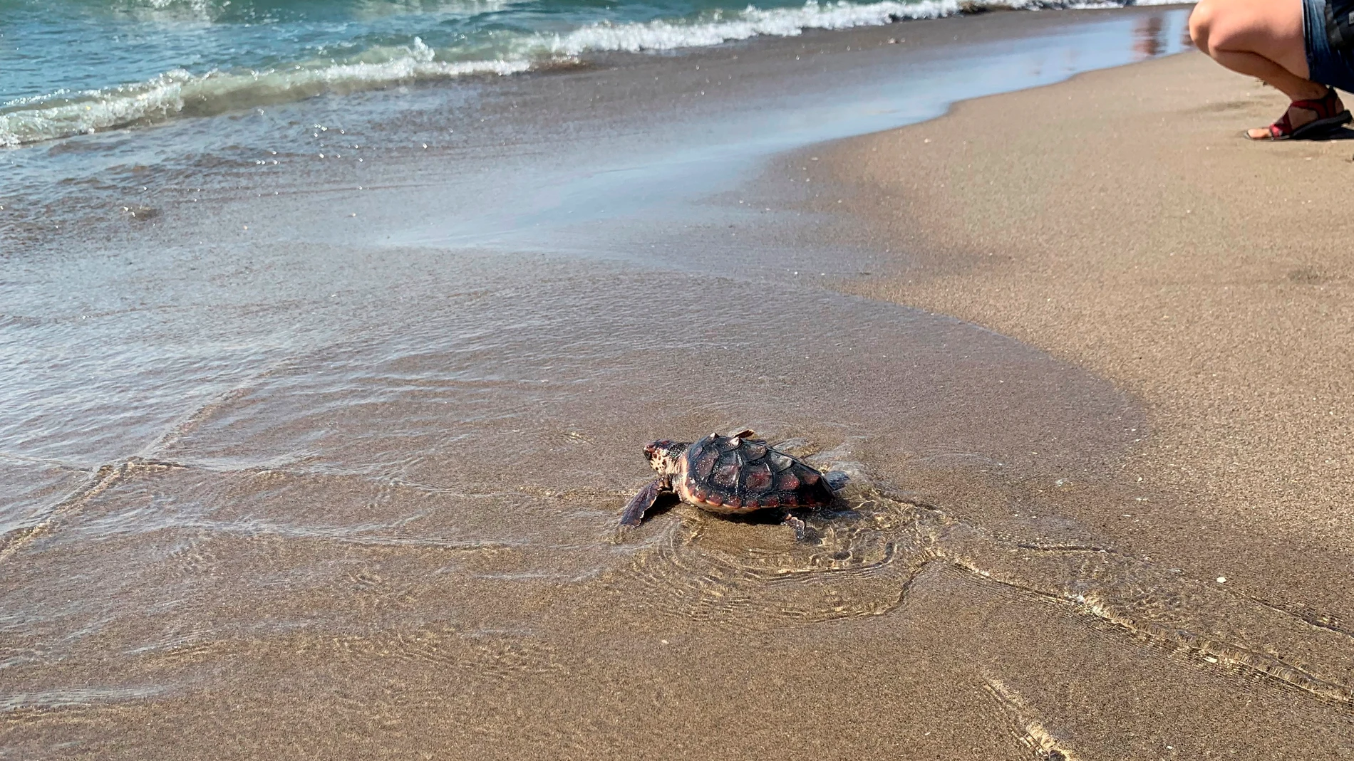 Una de las tortugas boba que se devolvieron al mar el año pasado ya ha recorrido 5.000 kilómetros a lo largo del mar Mediterráneo. Foto de archivo