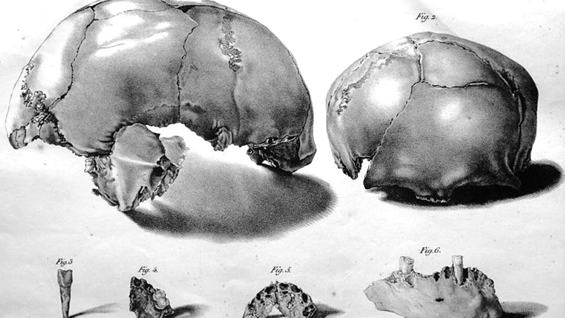 Dibujos del cráneo de Engis 2 encontrado en 1829
