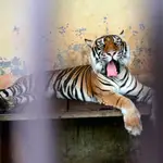 El felino, un tigre en cautiverio, atacó en el cuello a la mujer, que falleció pocos minutos después pese a los intentos del personal de seguridad del recinto de socorrerla