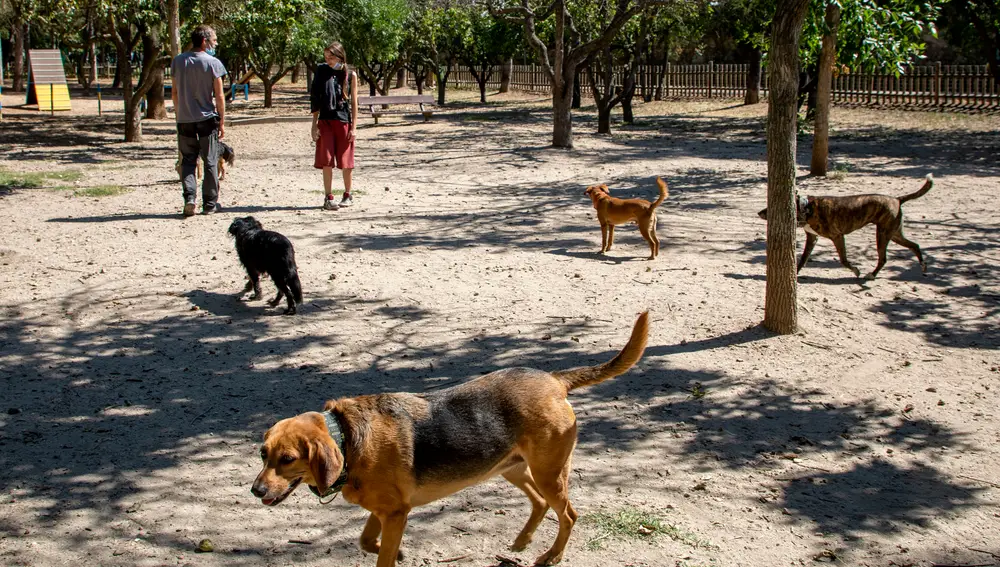 Explosión demográfica canina