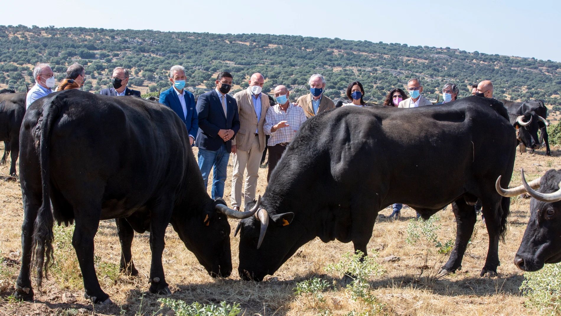 El consejero de Agricultura, Ganadería y Desarrollo Rural, Jesús Julio Carnero, durante una visita en Cardeñosa las fincas y cebaderos donde se crían ejemplares de raza avileña