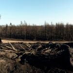 Pinares quemados en la cresta de la sierra del Pico Zapatero, que divide a las dos zonas afectadas por el incendio de Navalacruz (Ávila), este martes
