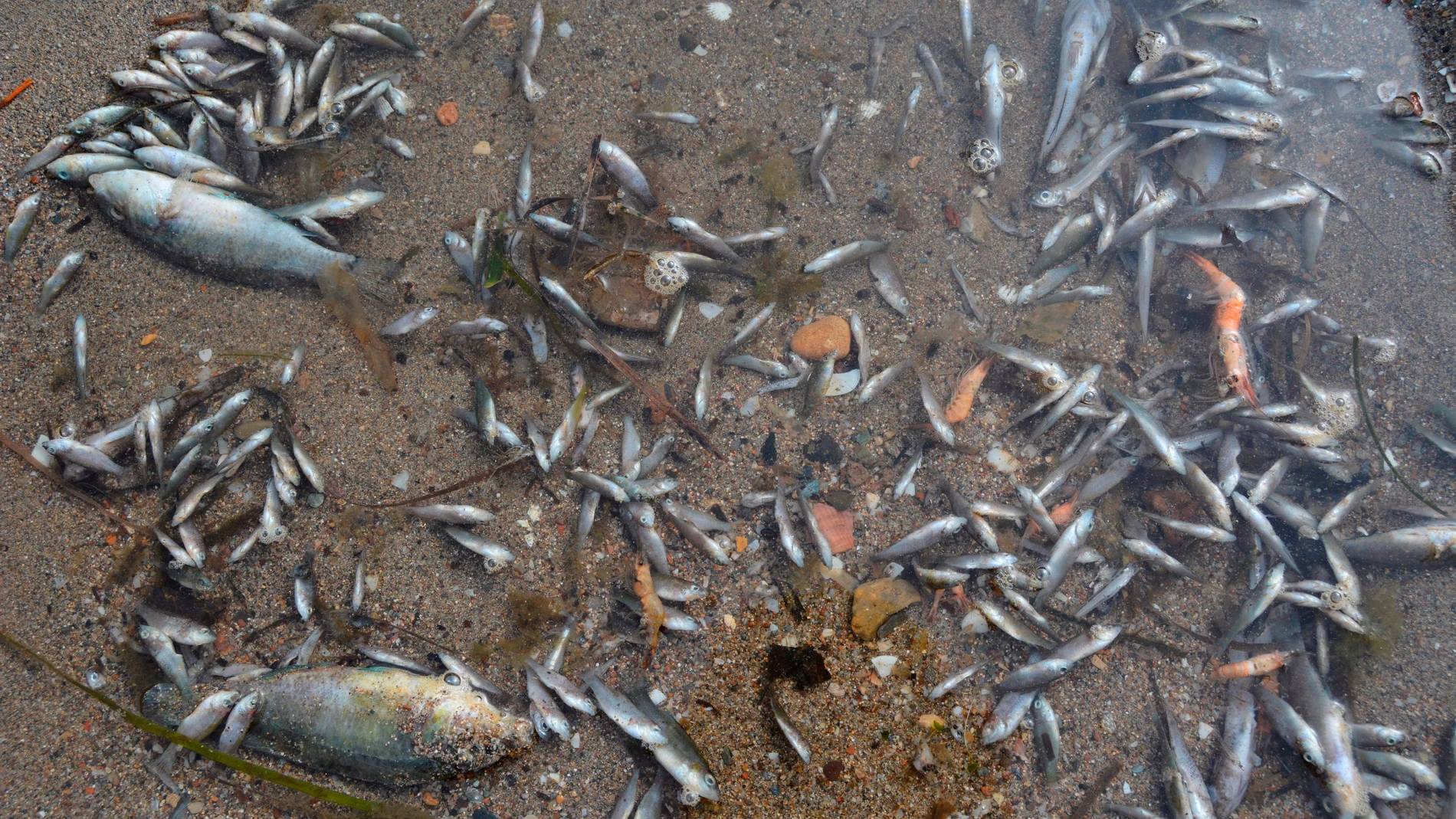 El IEO ve "muy precipitado" achacar el episodio de mortandad de peces en el Mar Menor solo al aumento de la temperatura