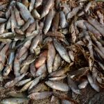 Miles de peces aparecieron muertos esta semana en el mar Meno debido a falta de oxígeno