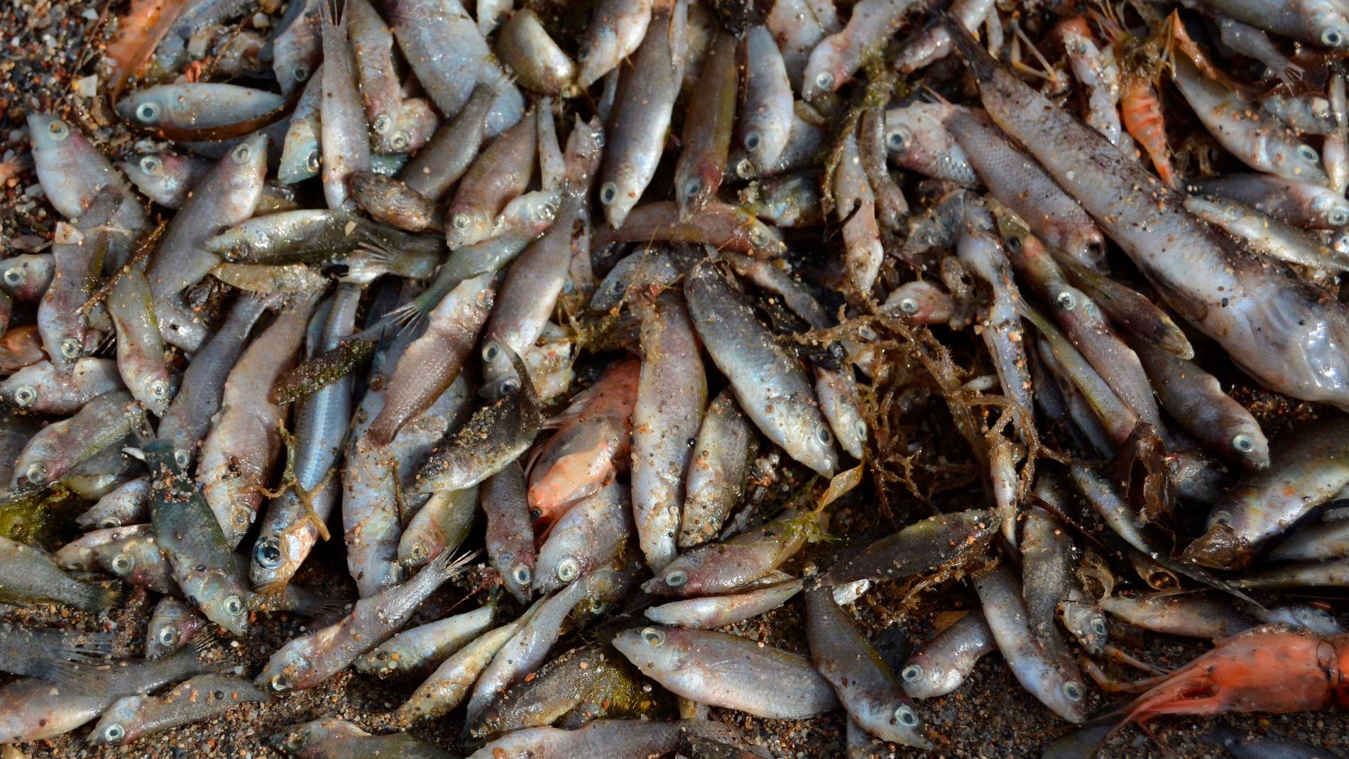 Miles de peces aparecieron muertos esta semana en el mar Meno debido a falta de oxígeno
