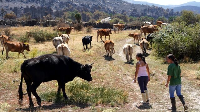 Efectos del incendio sobre la ganadería en la zona de Sotalvo