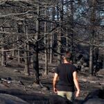 Vista general de pinares quemados en Palacios (Sotalvo) uno de los primeros pueblos en ser desalojados por la proximidad de las llamas del incendio de Navalacruz que se originó el 14 de Agosto