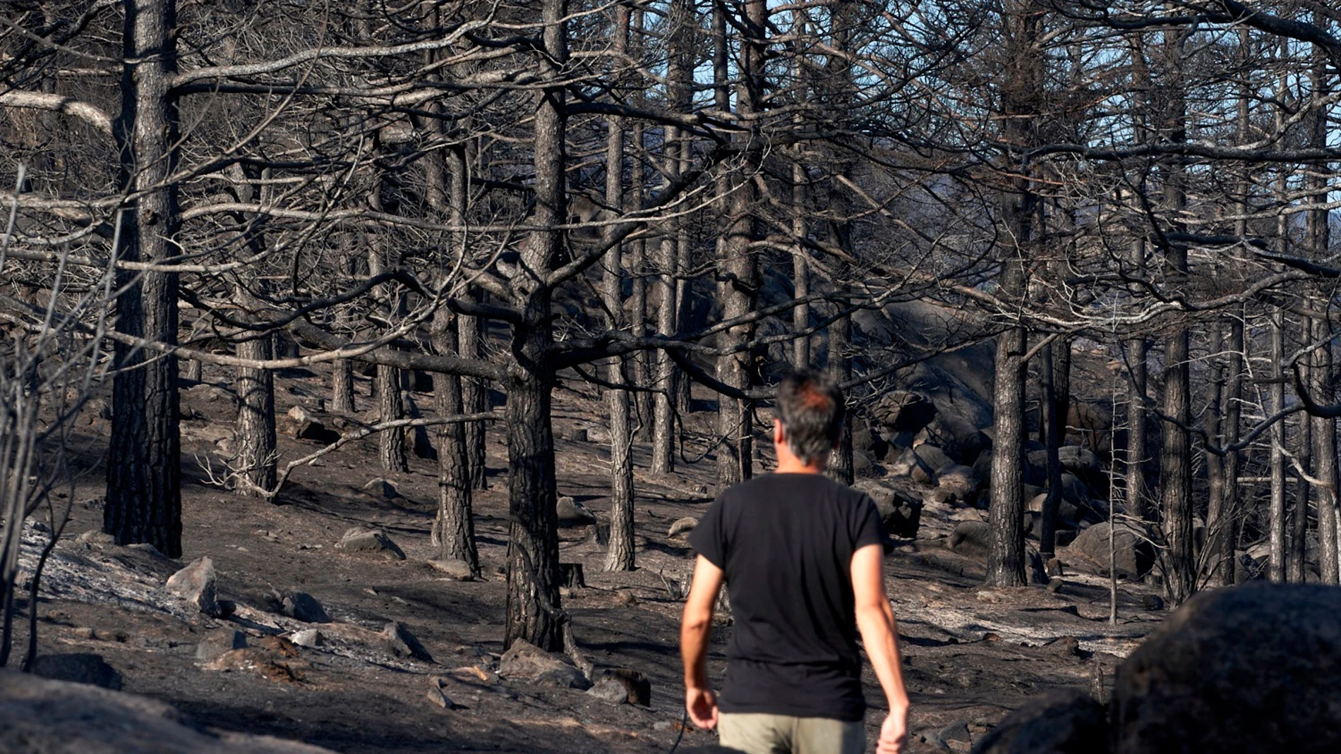 Vista general de pinares quemados en Palacios (Sotalvo) uno de los primeros pueblos en ser desalojados por la proximidad de las llamas del incendio de Navalacruz que se originó el 14 de Agosto