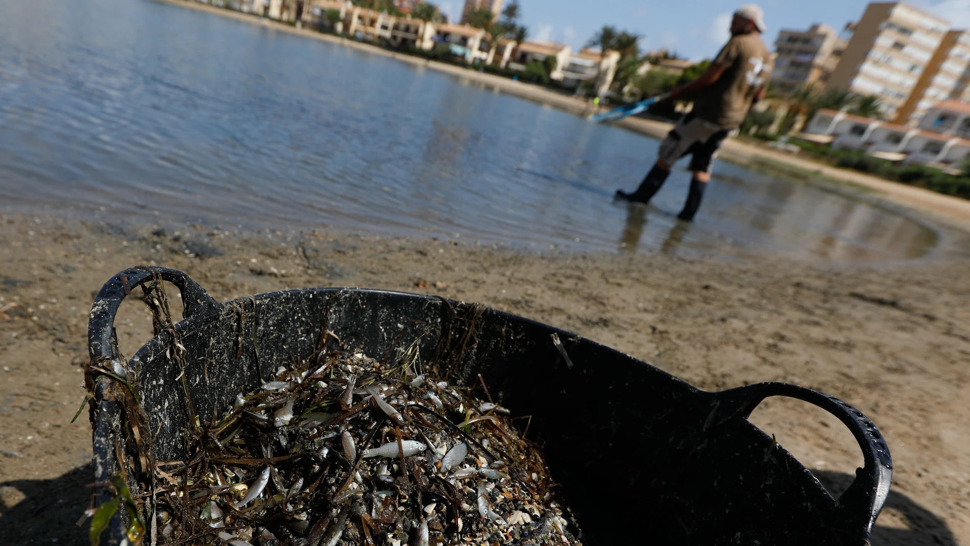 Una persona recoge ejemplares de peces muertos que han aparecido en varias zonas del Mar Menor