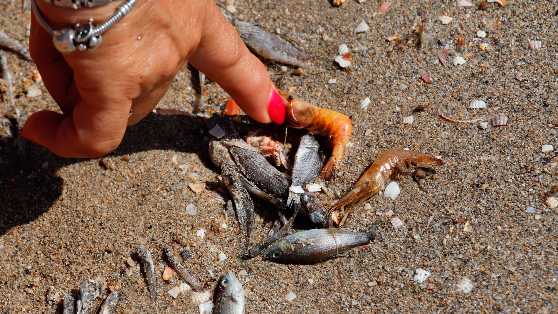 Peces muertos en las orillas del Mar Menor