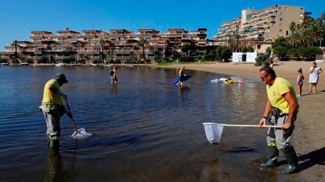 El Gobierno murciano defiende que el desastre ecológico del Mar Menor merece la declaración de zona catastrófica