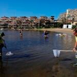 El Gobierno murciano defiende que el desastre ecológico del Mar Menor merece la declaración de zona catastrófica