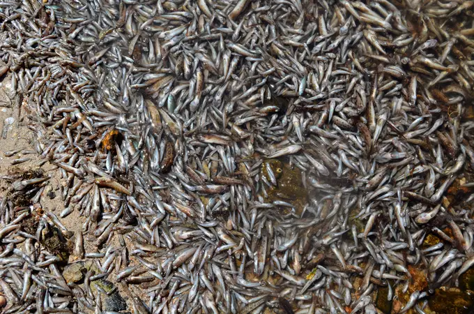 Qué es la anoxia, el problema que podría estar matando a miles de peces en el Mar Menor