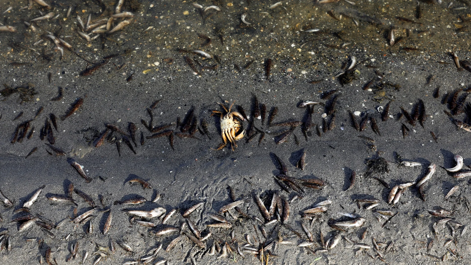 Imagen de algunos de los miles de peces muertos recogidos recientemente en el Mar Menor