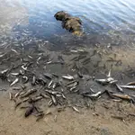 Peces muertos en el Mar Menor el pasado 21 de agosto