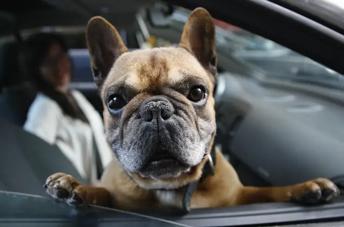 ¿Sabemos cómo viajar en coche con nuestro perro?