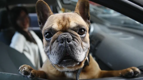 Perros en coche