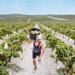 Recogida de la uva palomino en la viña Dulce Nombre de la empresa vitivinícola González Byass, en Jerez de la Frontera (Cádiz)