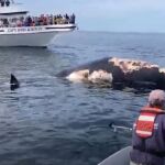 La ballena muerta junto a un barco de avistamiento de cetáceos frente a la costa de Massachusetts
