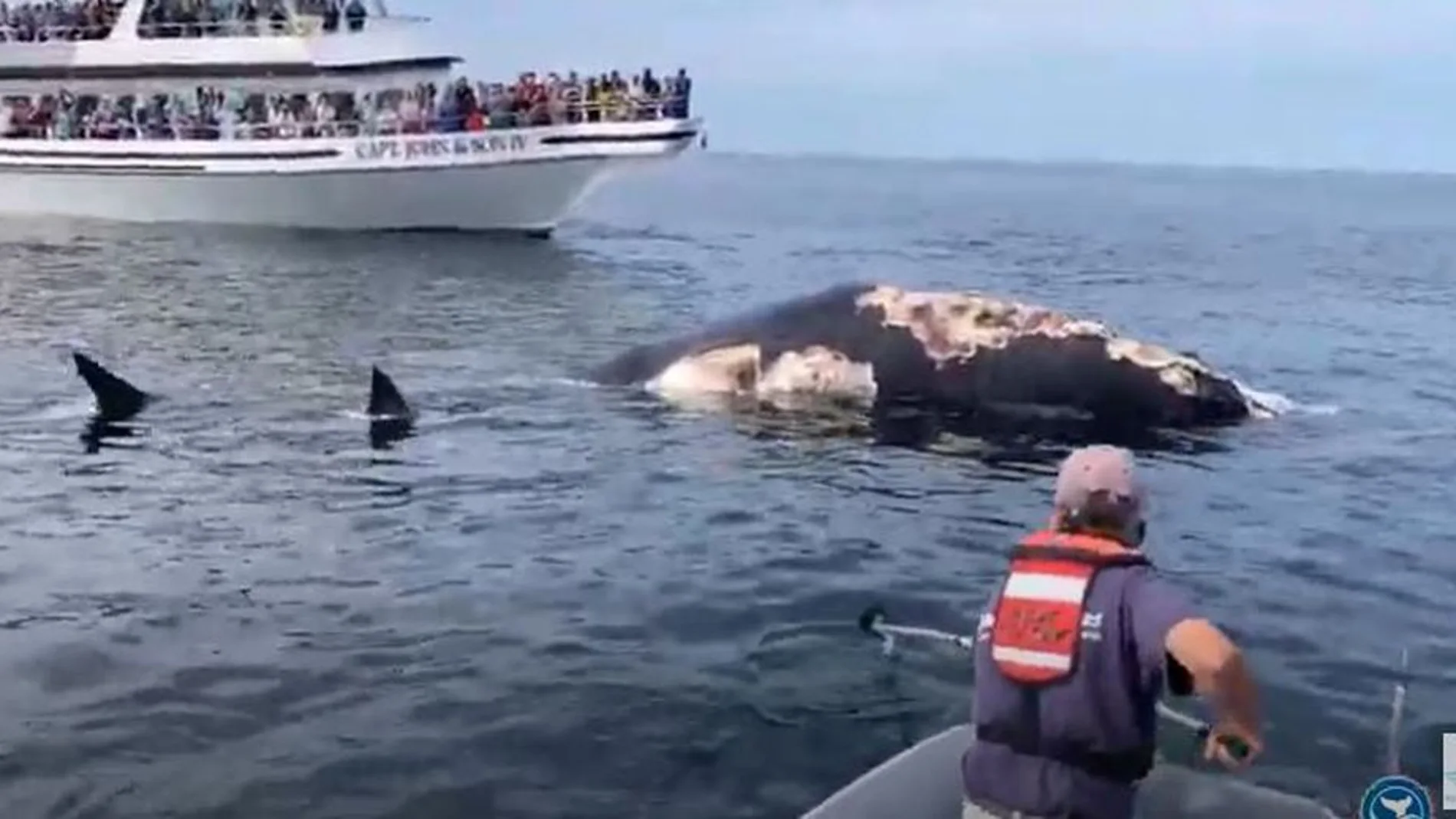 La ballena muerta junto a un barco de avistamiento de cetáceos frente a la costa de Massachusetts