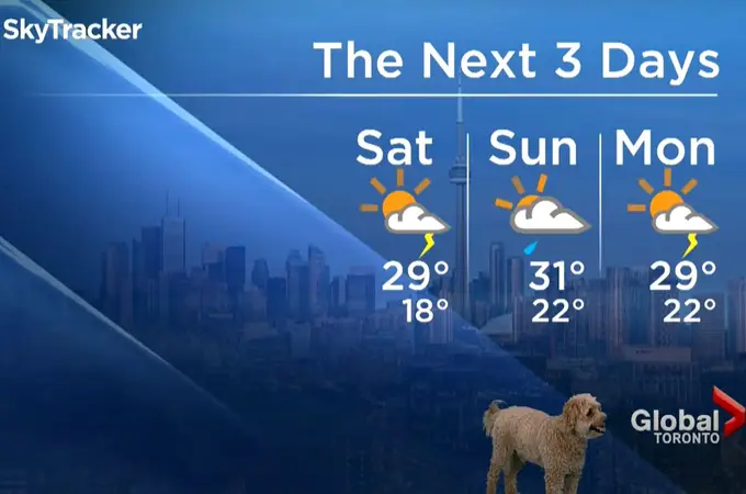Un perro se cuela en la emisión del tiempo de una televisión de Canadá “en busca de golosinas”